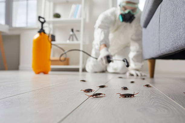 Commercial Kitchen Cockroach Control in Minorca